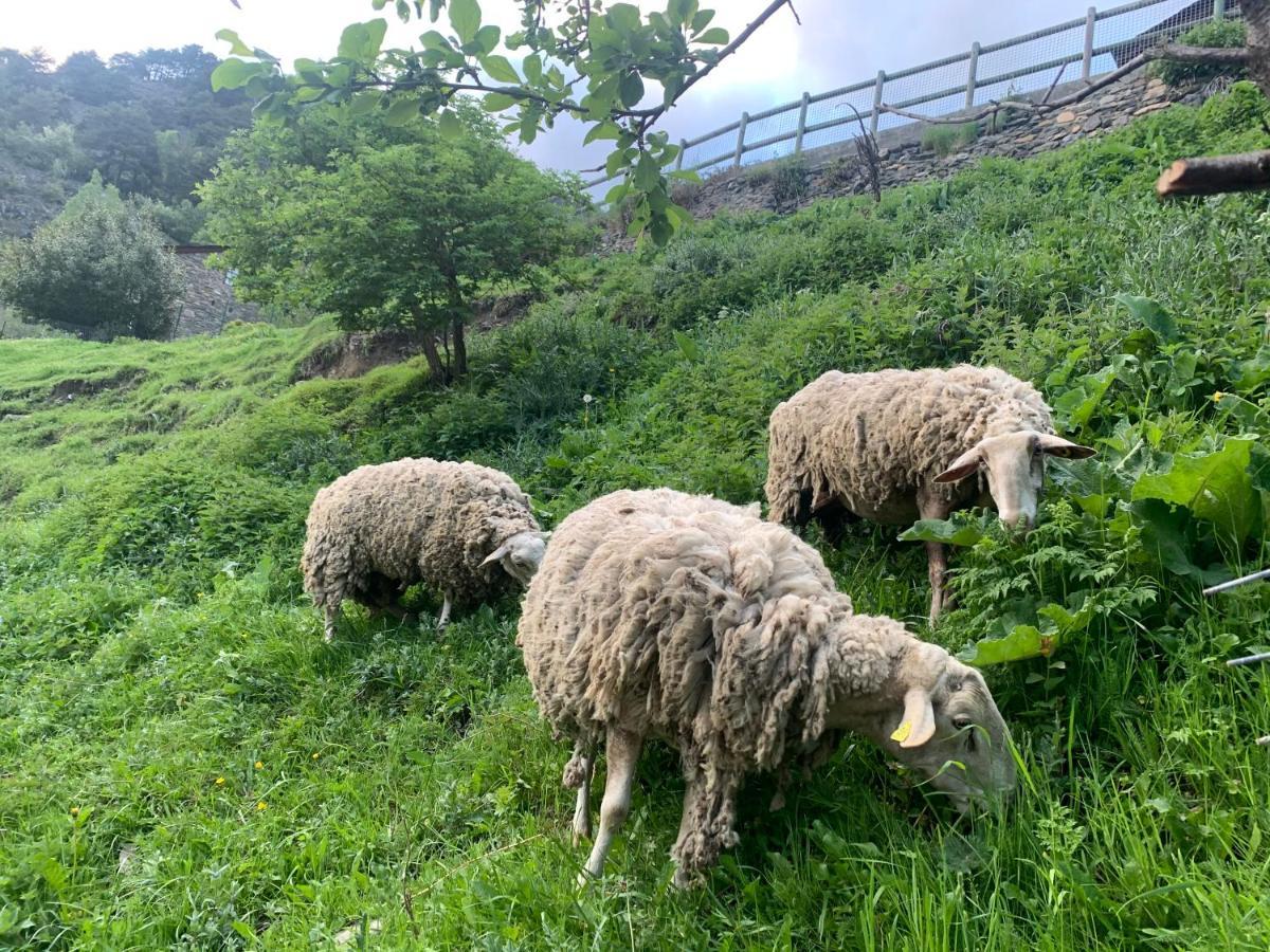 Siscaro - Peu Del Riu 310 - Vall D'Incles - Soldeu 아파트 외부 사진